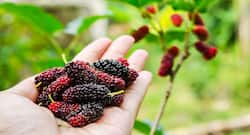 वर्ल्ड ओबेसिटी डे: जानें क्यों वेट लॉस और ब्लड शुगर डायट में  शामिल की जाती है मलबेरी ?