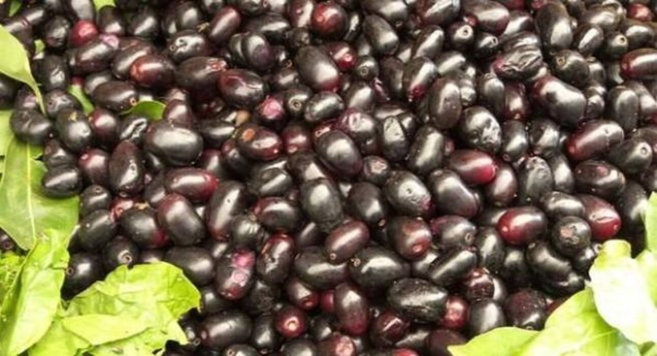 बवासीर के दर्द ने कर दिया है परेशान, तो आएंगे आपके काम ये आयुर्वेदिक नुस्खे