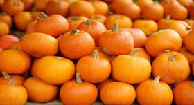 4 reasons you must eat pumpkins regularly
