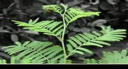 ये हैं शमी के पत्तों से जुड़ें सेहत के 5 लाभ, जरूर करें इस्तेमाल