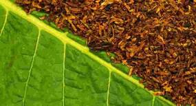 Know if tobacco's native forms are harmful