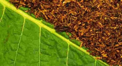 adolf mayer tobacco mosaic virus Tobacco Mosaic Virus (TMV)