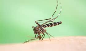 Dengue: The biggest killer in Mumbai this monsoon