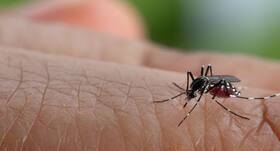 Delhi reports 551 dengue cases so far in November Delhi reports 551 dengue cases so far in November