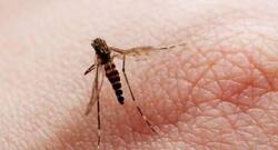 Try this anti-mosquito drug to reduce malaria in children
