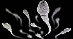 Certain dietary, nutritional supplements may improve sperm quality