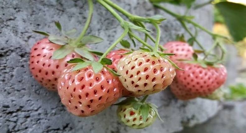 What are the health benefits of white strawberries?