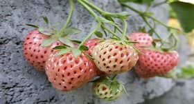 What are the health benefits of white strawberries?
