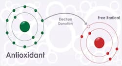 वायु प्रदूषण में एंटीऑक्सीडेंट्स क्यों जरुरी हैं ?