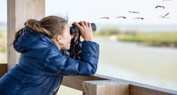 Incredible health benefits of bird watching