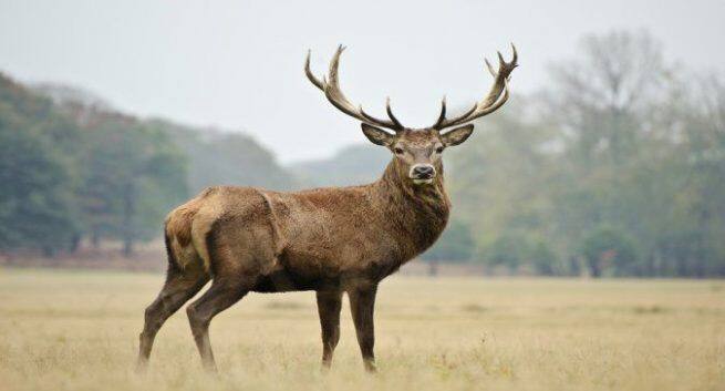 Deer Antlers May Cure Osteoporosis Finds Study Thehealthsite Deer Antlers May Cure Osteoporosis