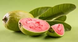 सर्दियों में अमरूद खाने से होते हैं ये 8 फायदे, डायबिटीज और थॉयरायड में है लाभकारी