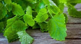 Indian Ocean designates CIMAP as centre for medicinal plants