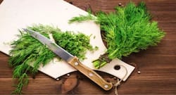 सोआ के इन 7 फायदों को आप भी जान लें