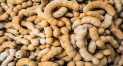 Tamarind seed protein can treat chikungunya, say IIT researchers