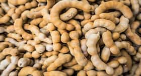 Tamarind seed protein can treat chikungunya, say IIT researchers