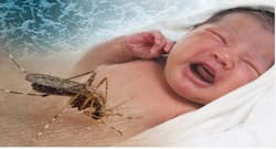 6 new antibodies generated to combat Zika