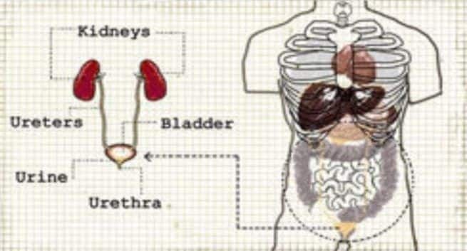 Antibiotics-and-Clostridium-difficile-infection