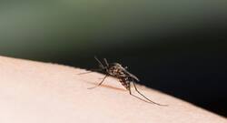Capital records increase in dengue cases since last year