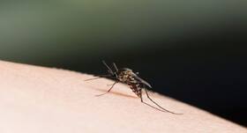 Capital records increase in dengue cases since last year Capital records increase in dengue cases since last year