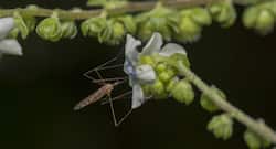 Dengue cases go down in Delhi as temperature drops, says report
