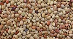 6 amazing health benefits of horse gram