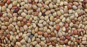 6 amazing health benefits of horse gram