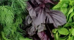 5 health benefits only red spinach can give you