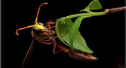 ततैया का जहर फेफड़े की बीमारी में लाभकारी