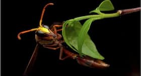 Wasp poison offers hope against lung diseases