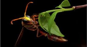 Wasp poison offers hope against lung diseases Wasp poison offers hope against lung diseases
