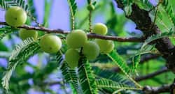 आंवला का सेवन कब शरीर के लिए हानिकारक हो सकता है ?