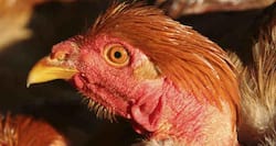 Bird Flu In Hindi: बर्ड फ्लू क्या है? जानिए लक्षण, कारण और इलाज