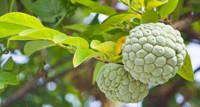custard-apple-seeds