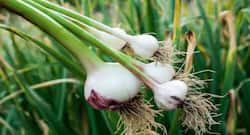 सर्दी के मौसम में हरी लहसुन क्यों है फायदेमंद ?