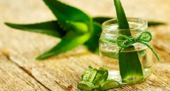 Aloe vera