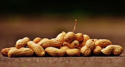 सर्दी के मौसम में उबाल कर खाएं मूंगफली दूर होती हैं ये 5 परेशानियां