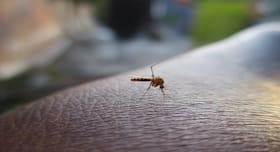 5 natural remedies to fight dengue