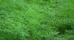 Dill leaves: the powerhouse of health benefits