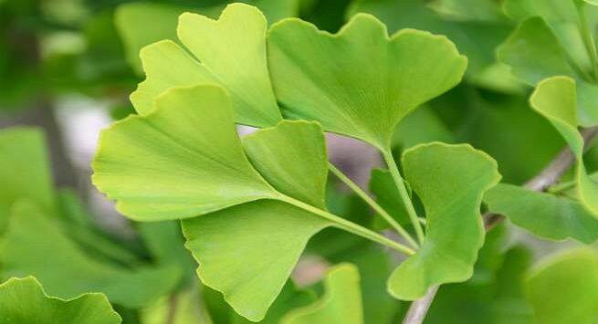 Ginkgo Biloba Makhanas and 5 other aphrodisiac foods that can