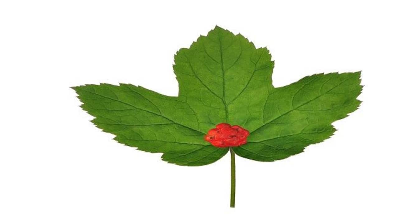 5 natural remedies to fight dengue