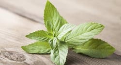 Include mint in your diet to get these health benefits