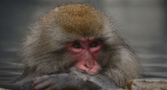 One case of monkey fever confirmed in Wayanad district: Here's all you need to know about it