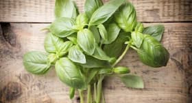 5 health benefits of holy basil you should know about