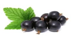 क्या जामुन की गुठली से किडनी स्टोन से छुटकारा मिल सकता है ?