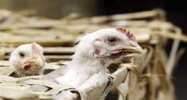 bird-flu
