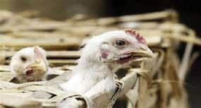 Bird flu fear rises in Bihar amid culling of poultry birds