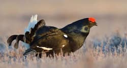 Bird Flu in Madhya Pradesh: मध्य प्रदेश में कड़कनाथ मुर्गे को भी हुआ बर्ड फ्लू ।