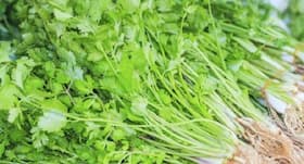 This is why you need to add coriander in your life