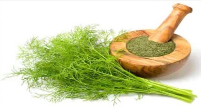 dill-weed